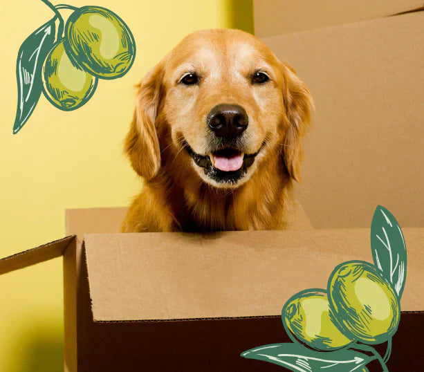 It’s Time for Your Pup to Experience the Mediterranean Way of Life with Olive Pup 🫒🐶✨